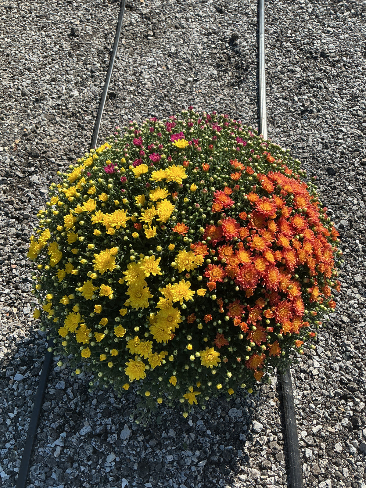 Jacqueline Tricolor (Mix 1) - 10" Potted Garden Mum