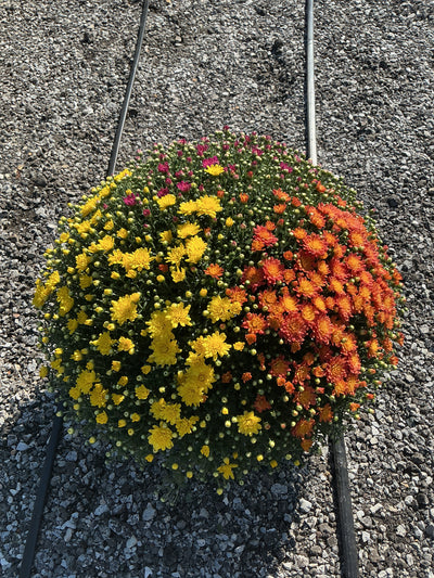 Jacqueline Tricolor (Mix 1) - 10" Potted Garden Mum