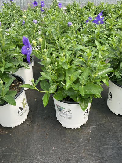 Platycodon Balloon Flower Pop Star Tri Color