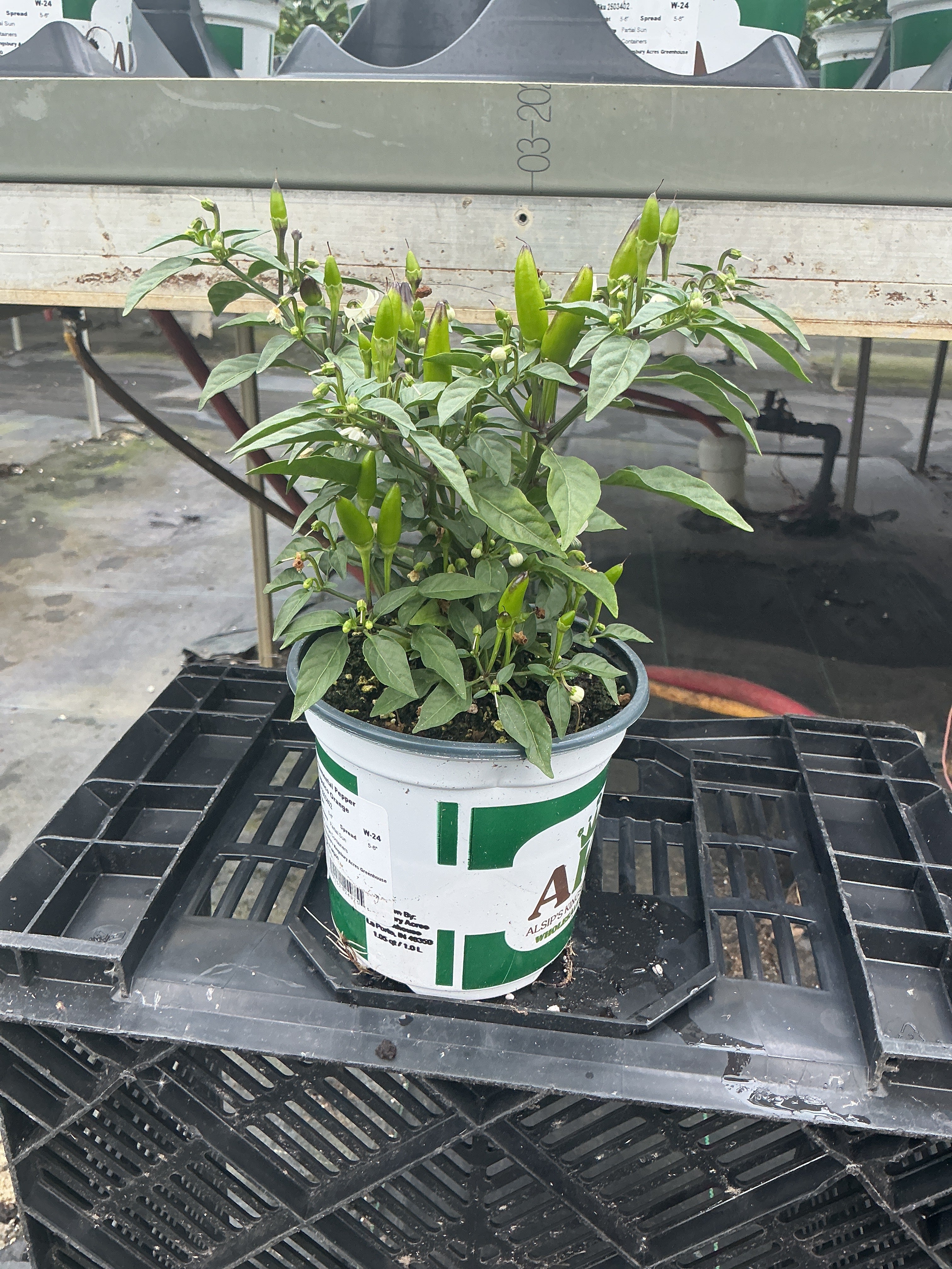 Acapulco Orange Ornamental Pepper - 5" Fall Annuals