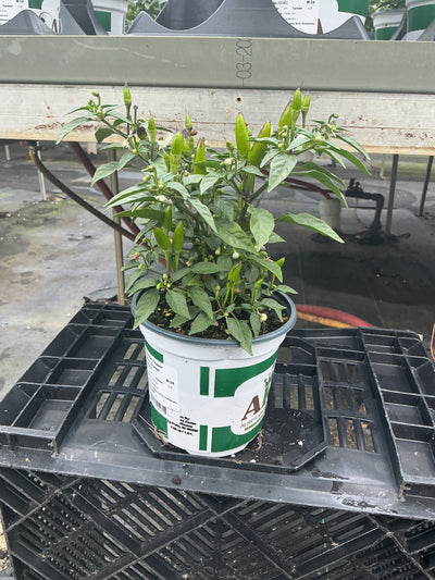 Acapulco Orange Ornamental Pepper - 5" Fall Annuals