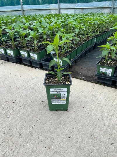Pepper Cayenne Long Thin - 4" Potted Vegetable