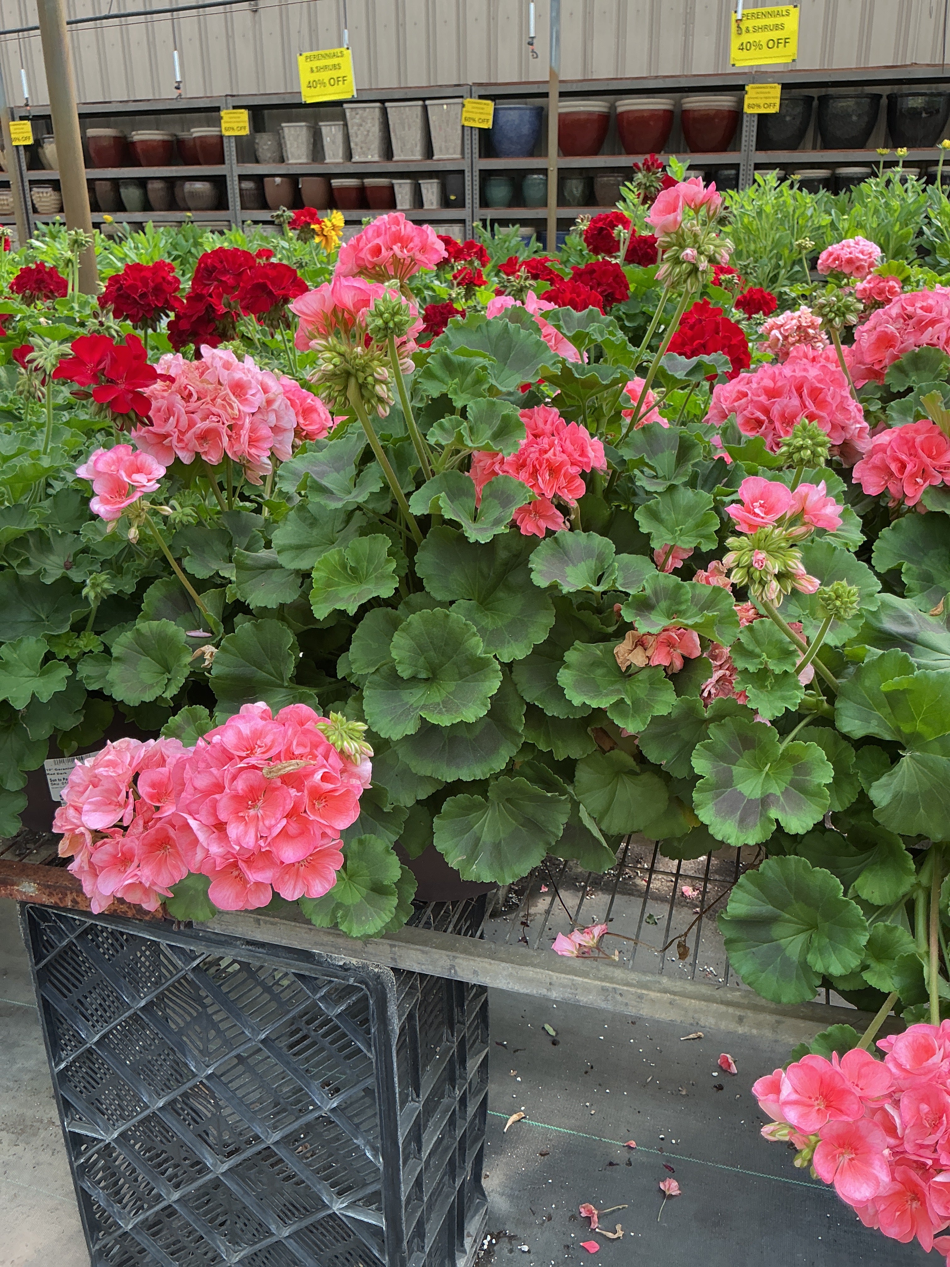 Geranium Dynamo Salmon - 10" Planter