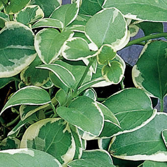 Vinca Vine 'Variegata' - Jumbo 4 Pack Accents