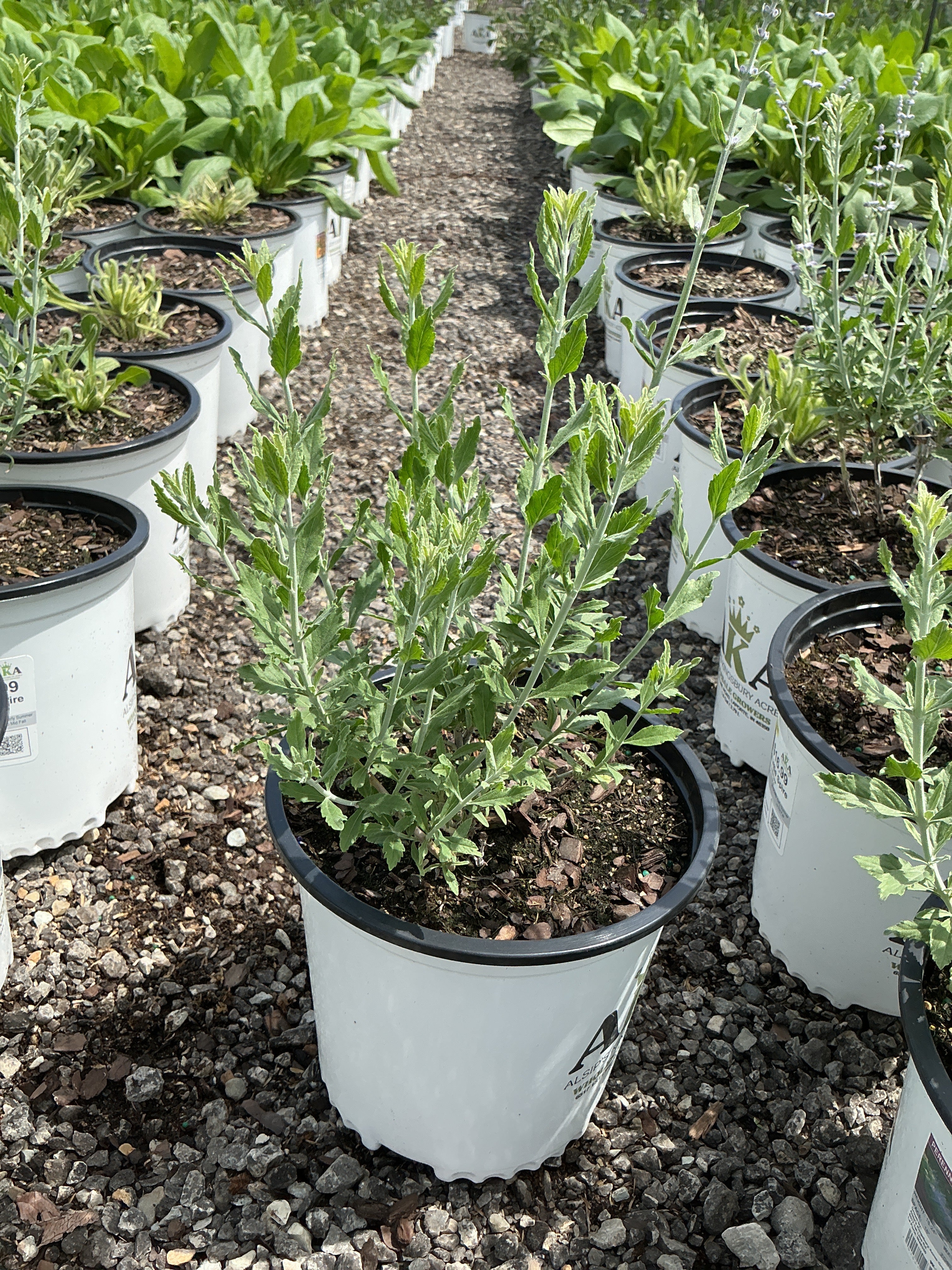 Perovskia Russian Sage Little Spire