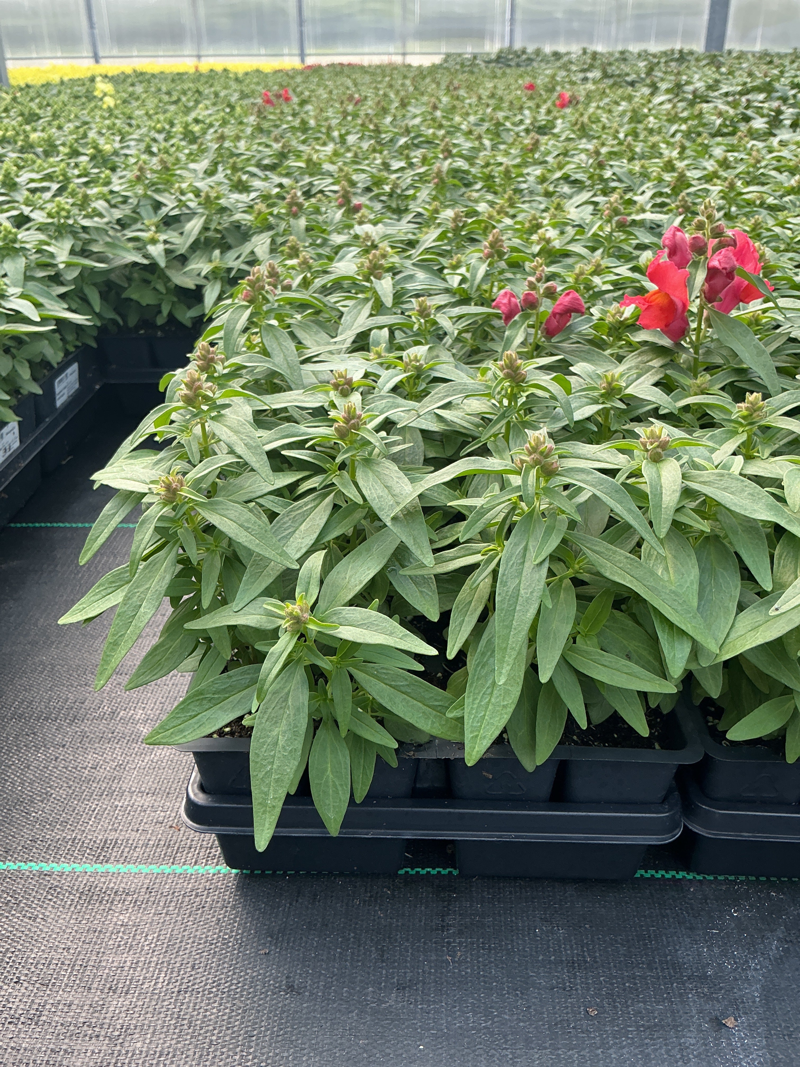 Snapdragon Snapshot Orange - 4 Pack Annual
