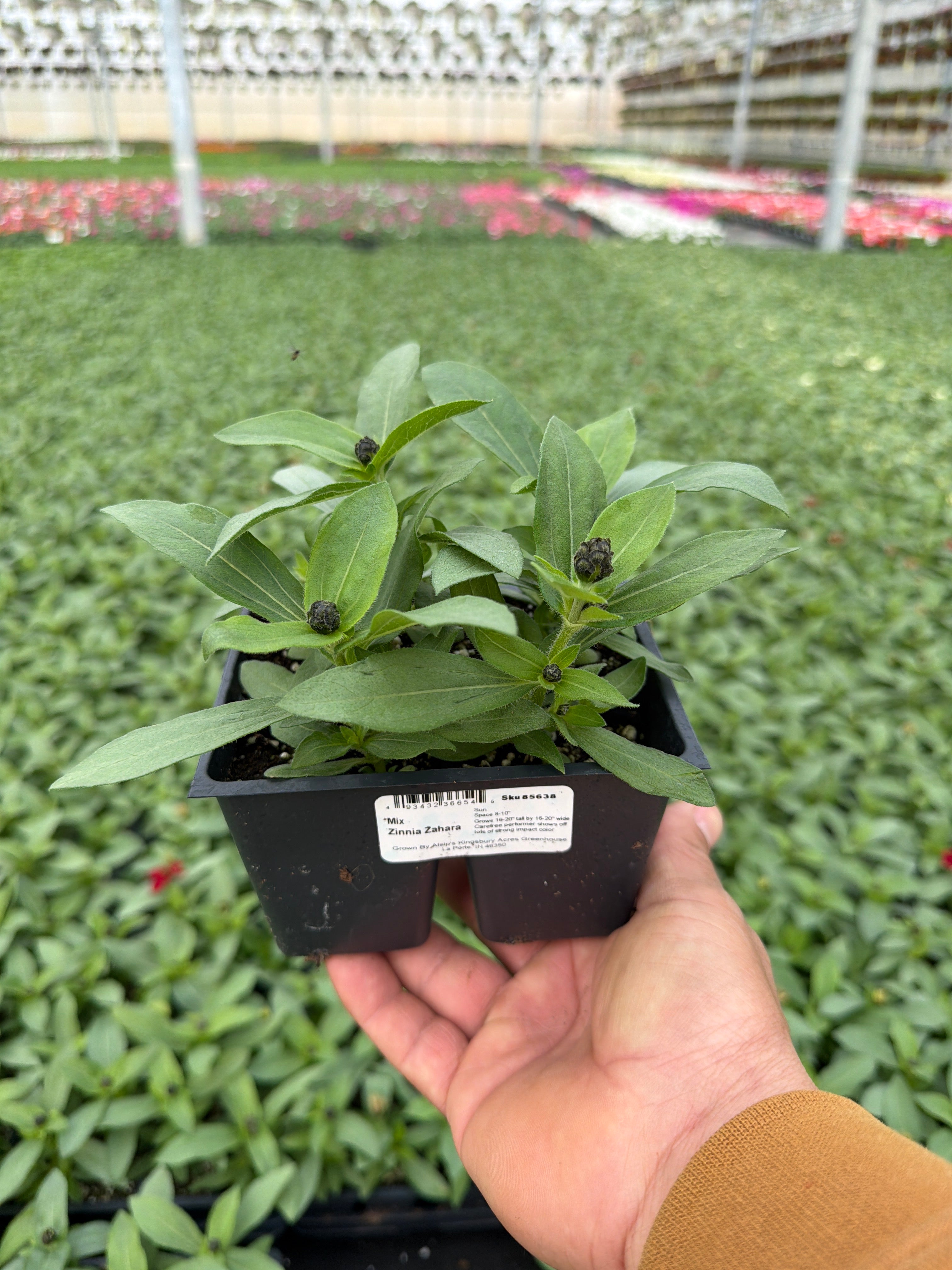 Zinnia Zahara Mix - 4 Pack Annual