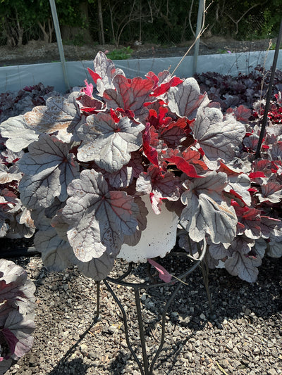Heuchera Coral Bell Indian Summer Silverberry