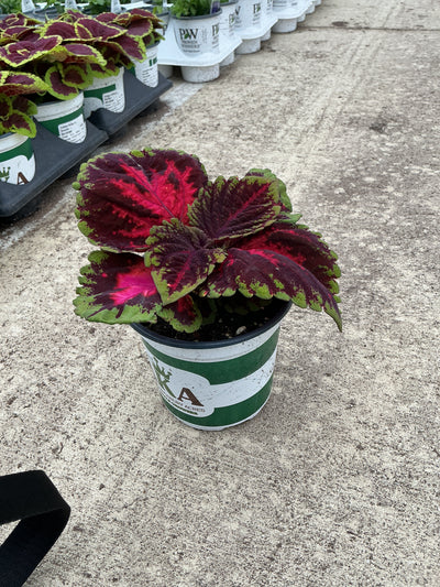 Coleus Kong Red - 5" Premium Annual