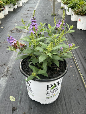 Buddleia Butterfly Little Rockstar Blue