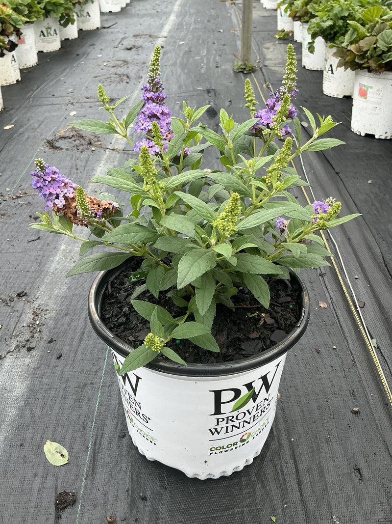 Buddleia Butterfly Little Rockstar Blue