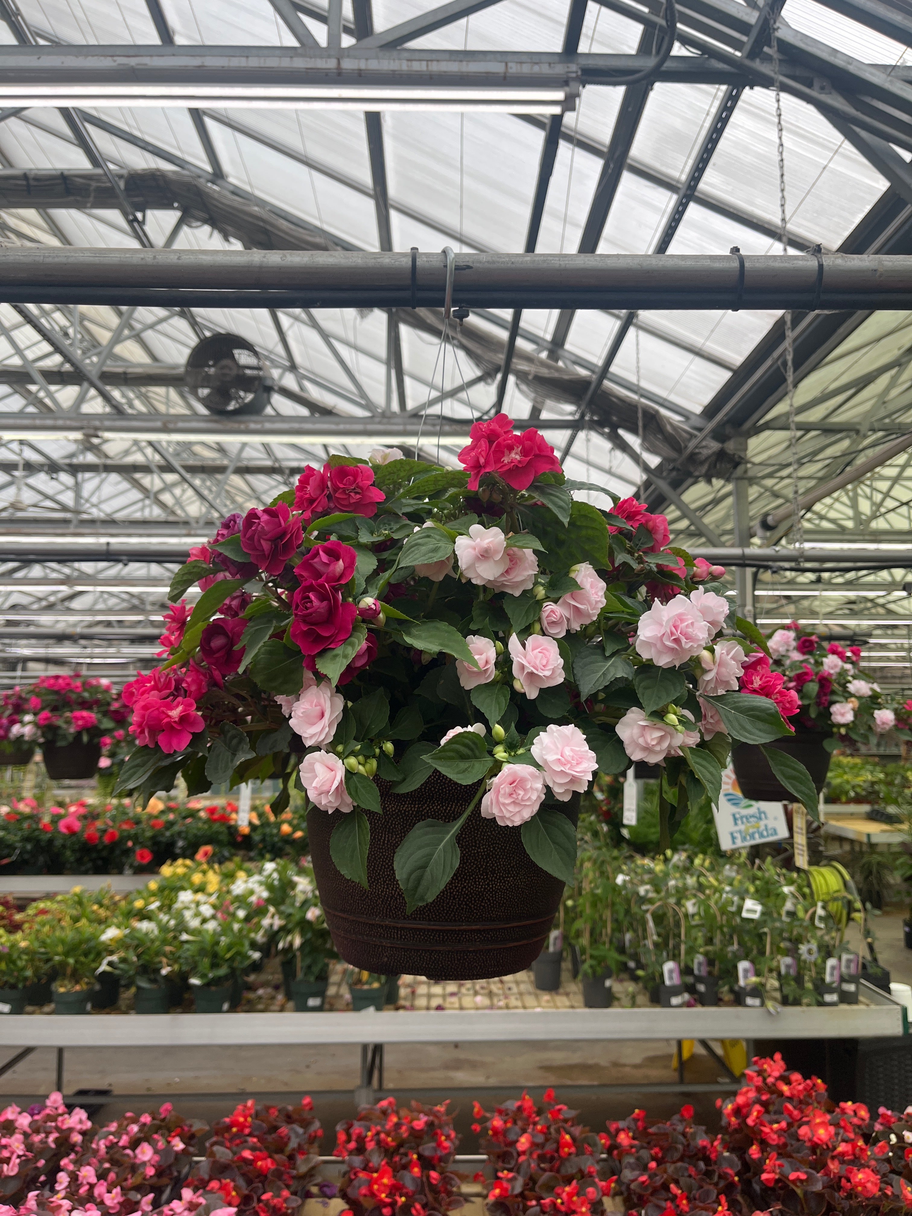 Double Impatiens Combo - 11" Hanging Basket