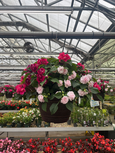 Double Impatiens Combo - 11" Hanging Basket