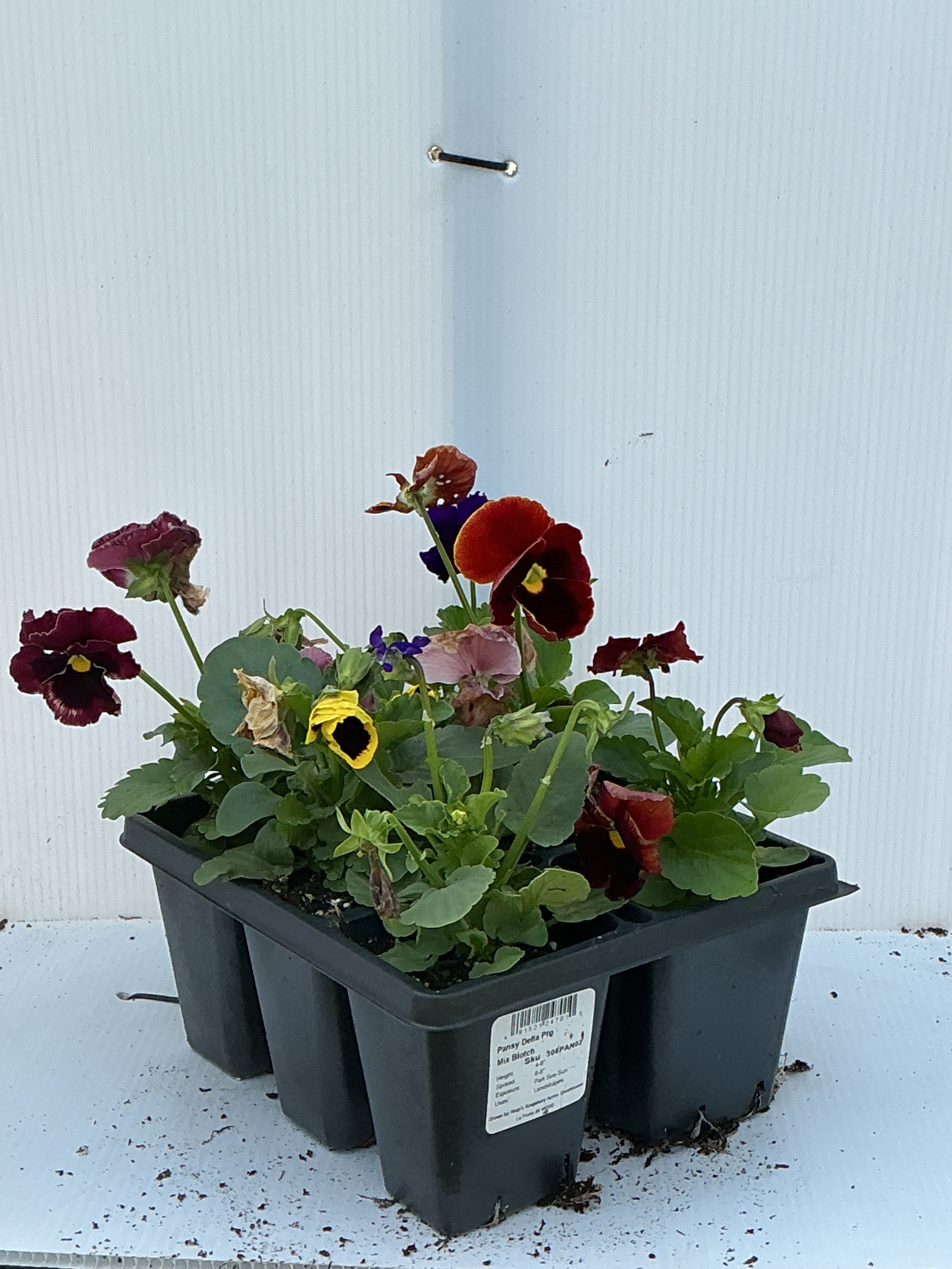 Pansy Delta Pro Blotch Mix - 6 Pack Annual