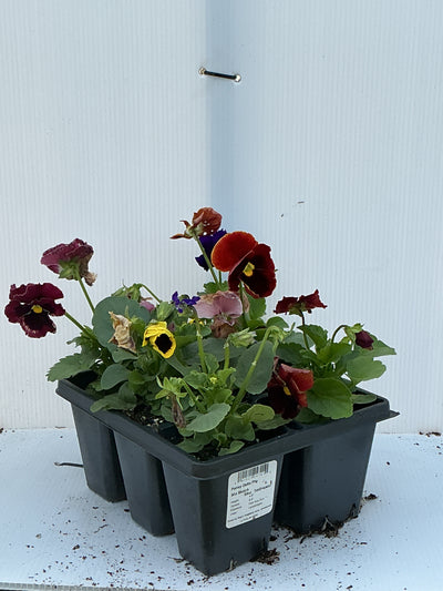 Pansy Delta Pro Blotch Mix - 6 Pack Annual