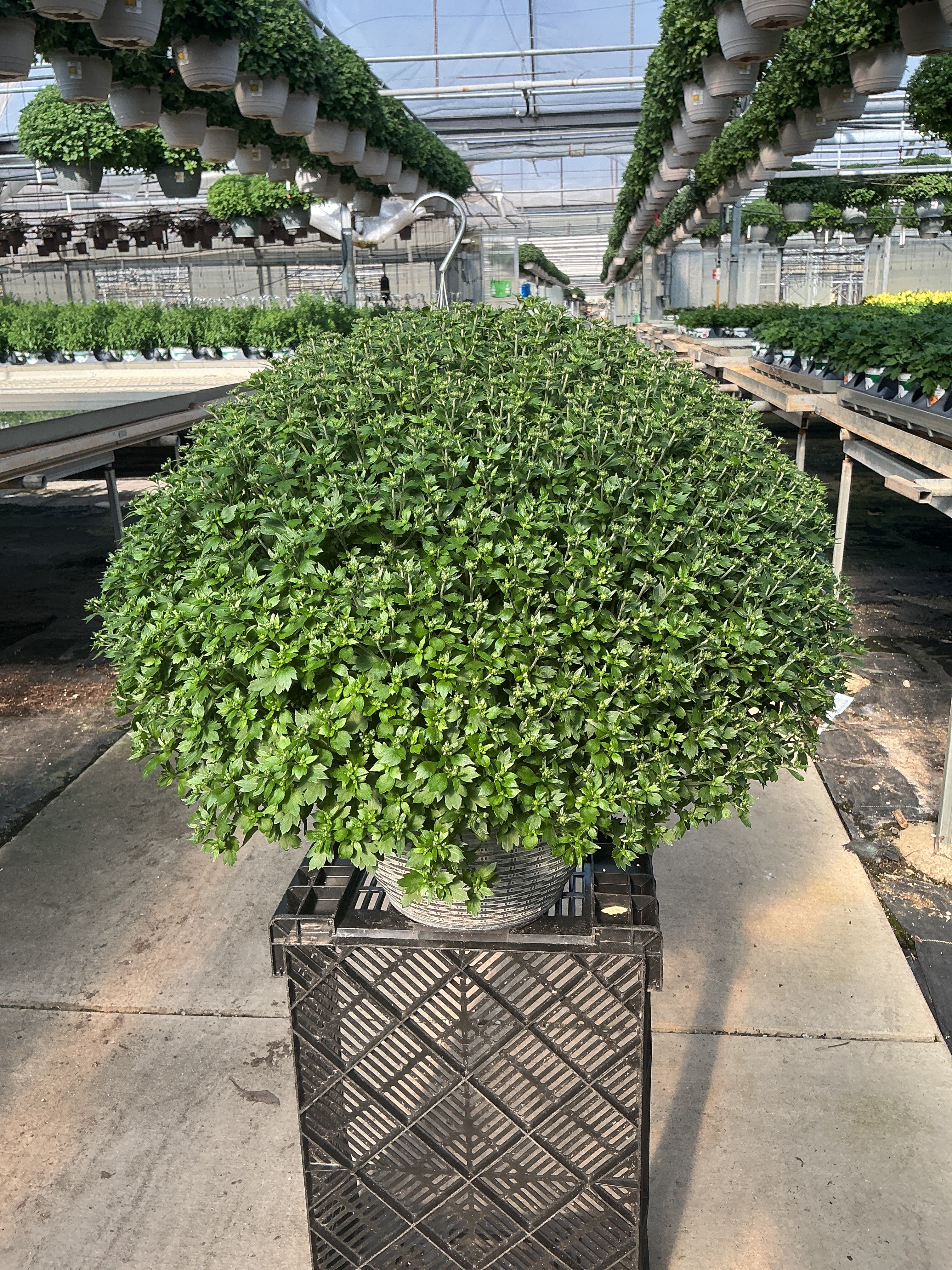 Jacqueline Tricolor (Mix 3) - 13" Garden Mum Hanging Basket