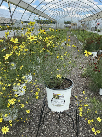 Coreopsis Tickseed Moonbeam