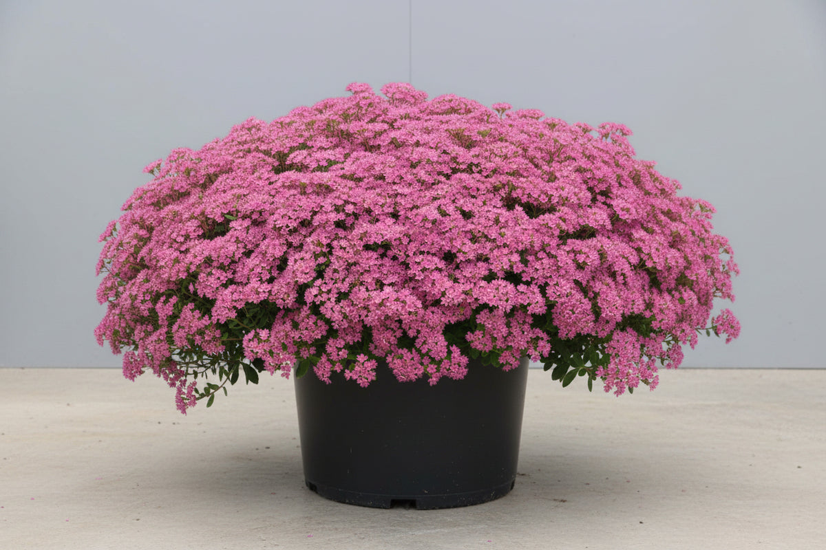 Sedum Stonecrop Rock'n Grow Popstar - 6" Perennial