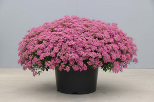 Sedum Stonecrop Rock'n Grow Popstar - 6" Perennial