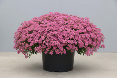 Sedum Stonecrop Rock'n Grow Popstar - 6" Perennial