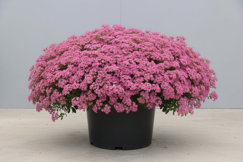 Sedum Stonecrop Rock'n Grow Popstar - 6" Perennial