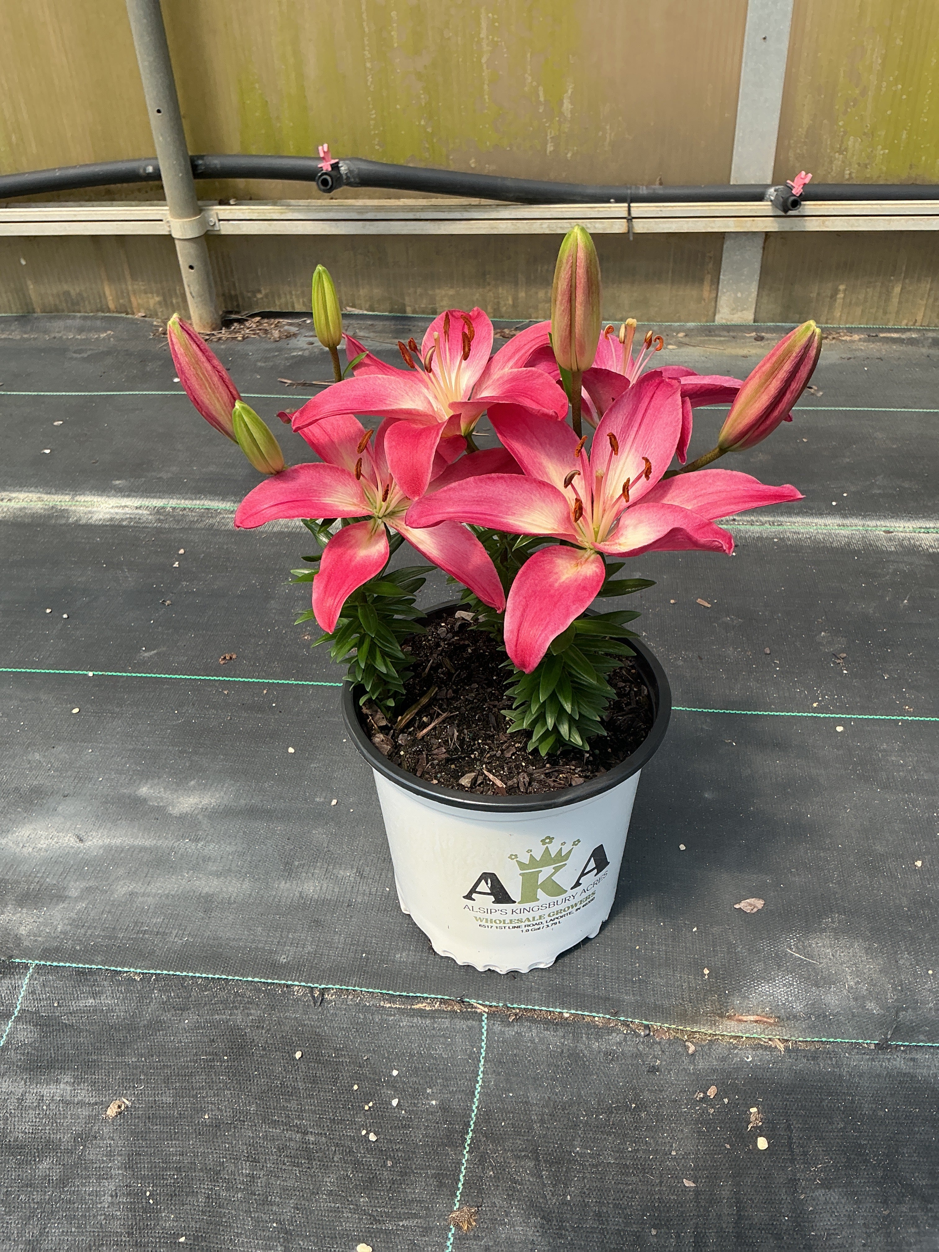 Lilium Lily Lily Looks Tiny Diamond