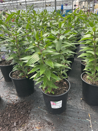 Lilium Lily Oriental Double Nowa