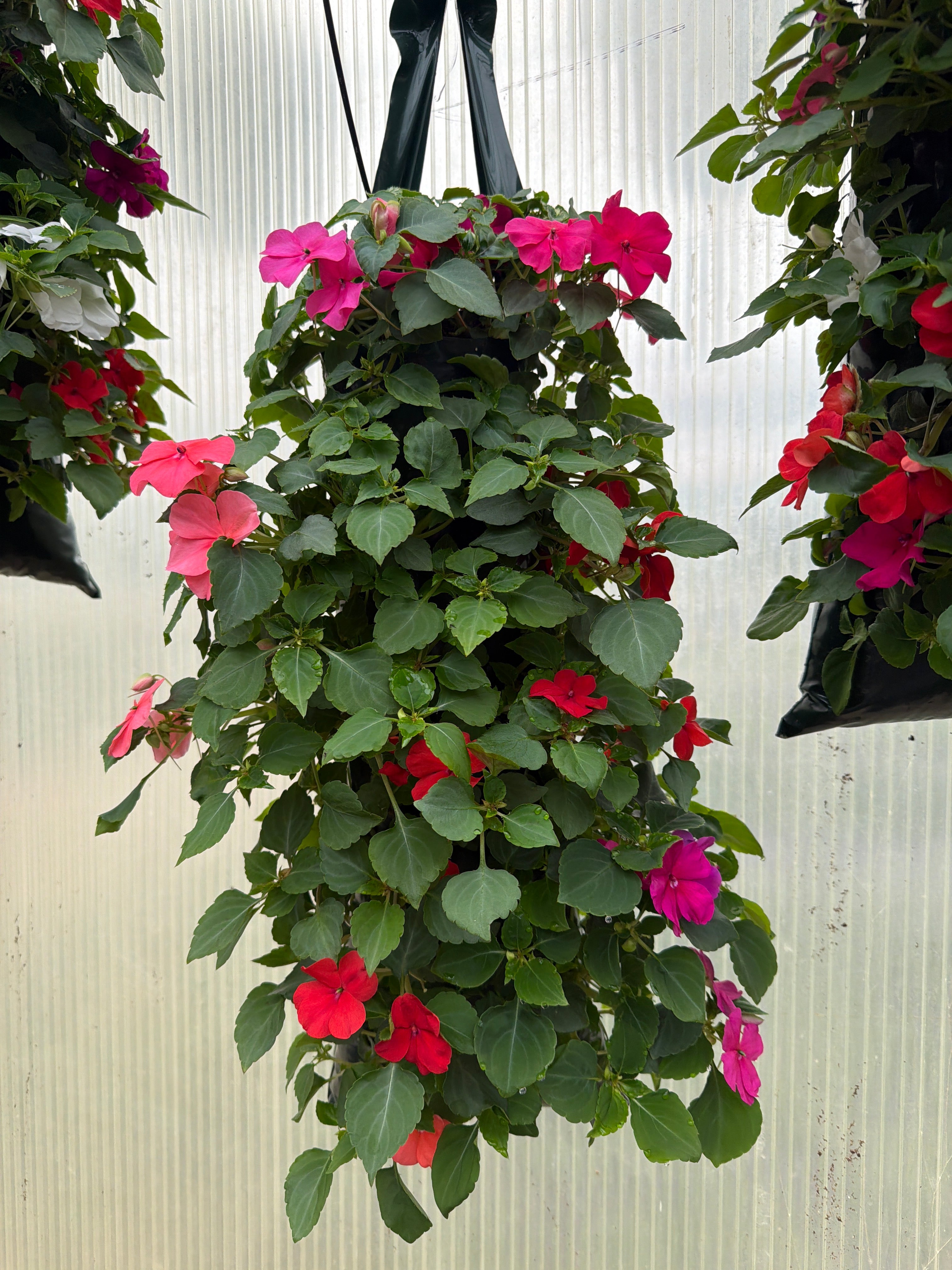 Impatiens Beacon Mix Formula - Flower Pouch
