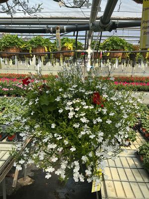 303 Geranium Magadi - 12" Coco Hanging Basket