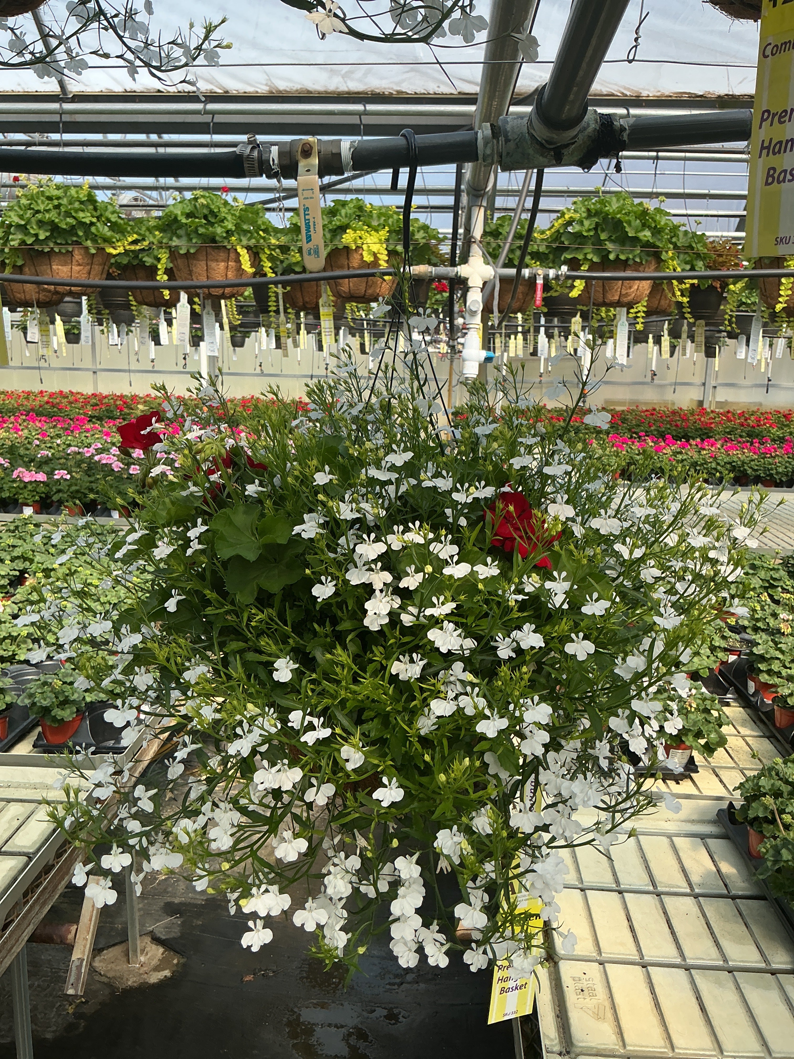 303 Geranium Magadi - 12" Coco Hanging Basket