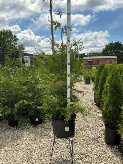 Thuja Green Giant