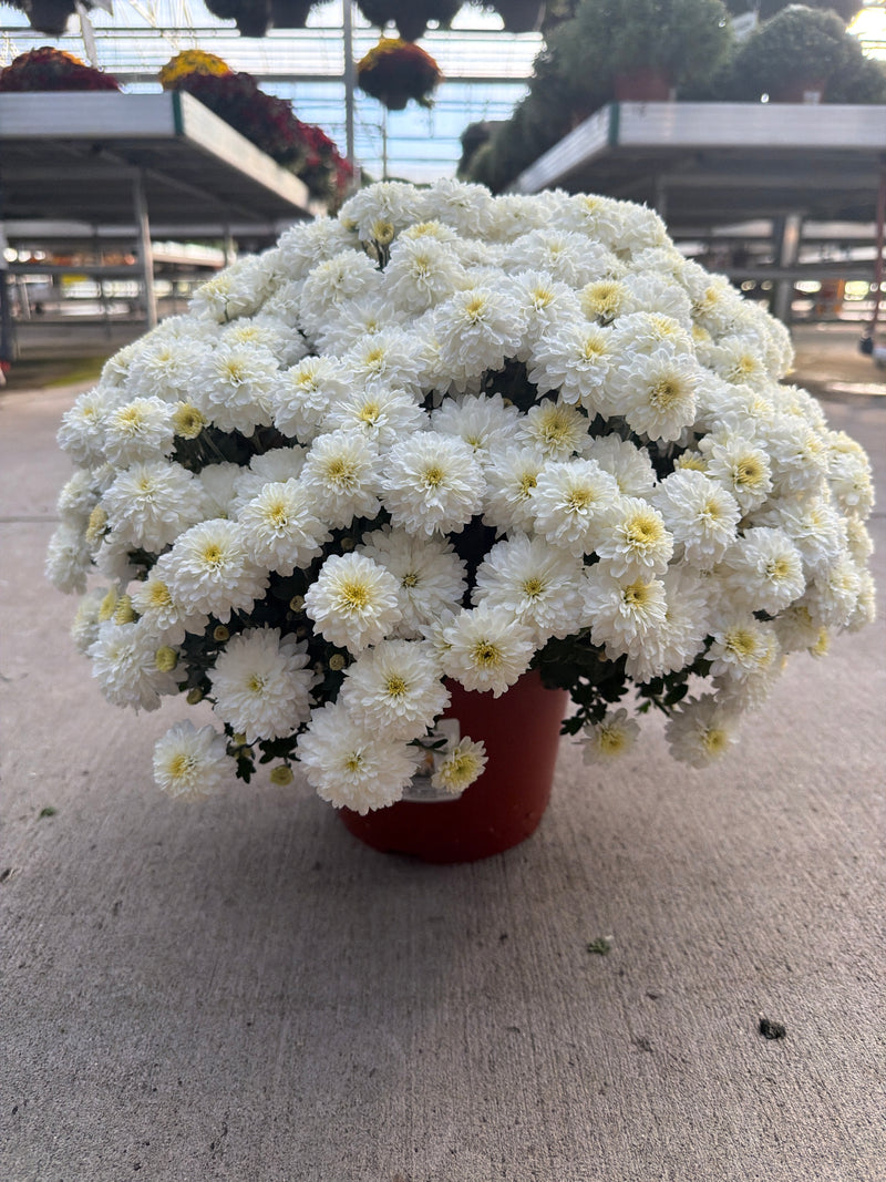 Aspen Whithe - 8"x5" Potted Garden Mum