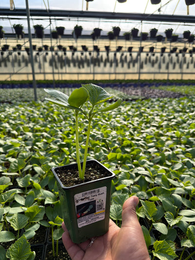 Cucumber Tasty Bush Type - 4" Potted Vegetable