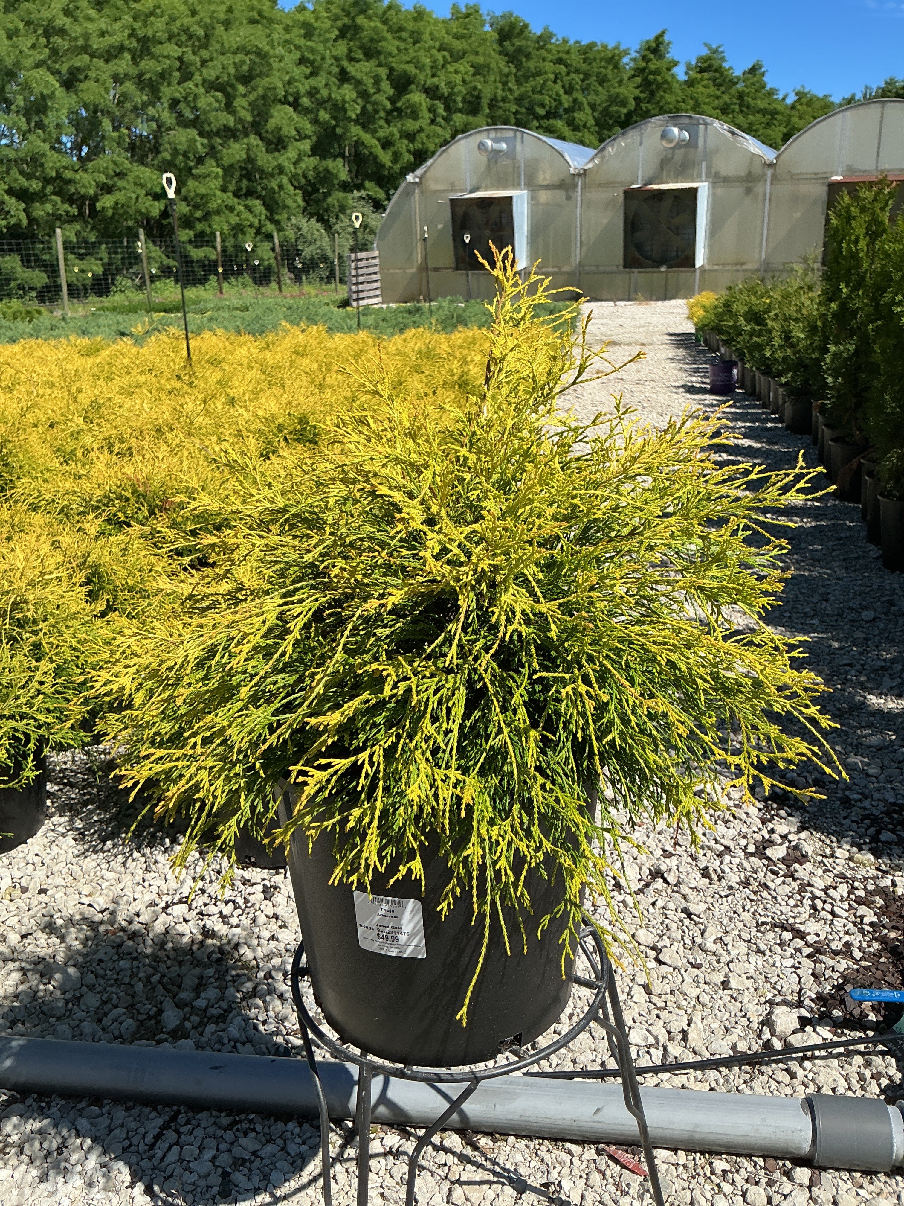 Thuja Janed Gold