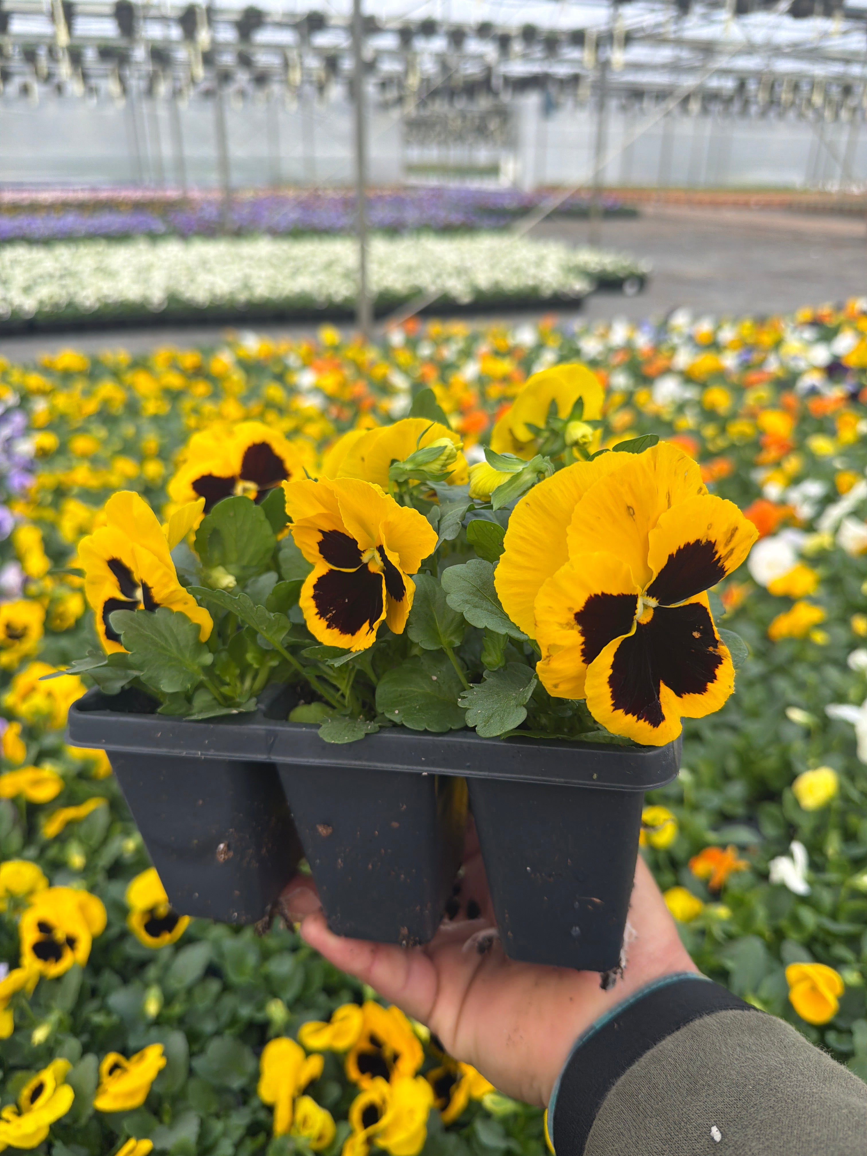 Pansy Delta Pro Yellow Blotch - 6 Pack Annual