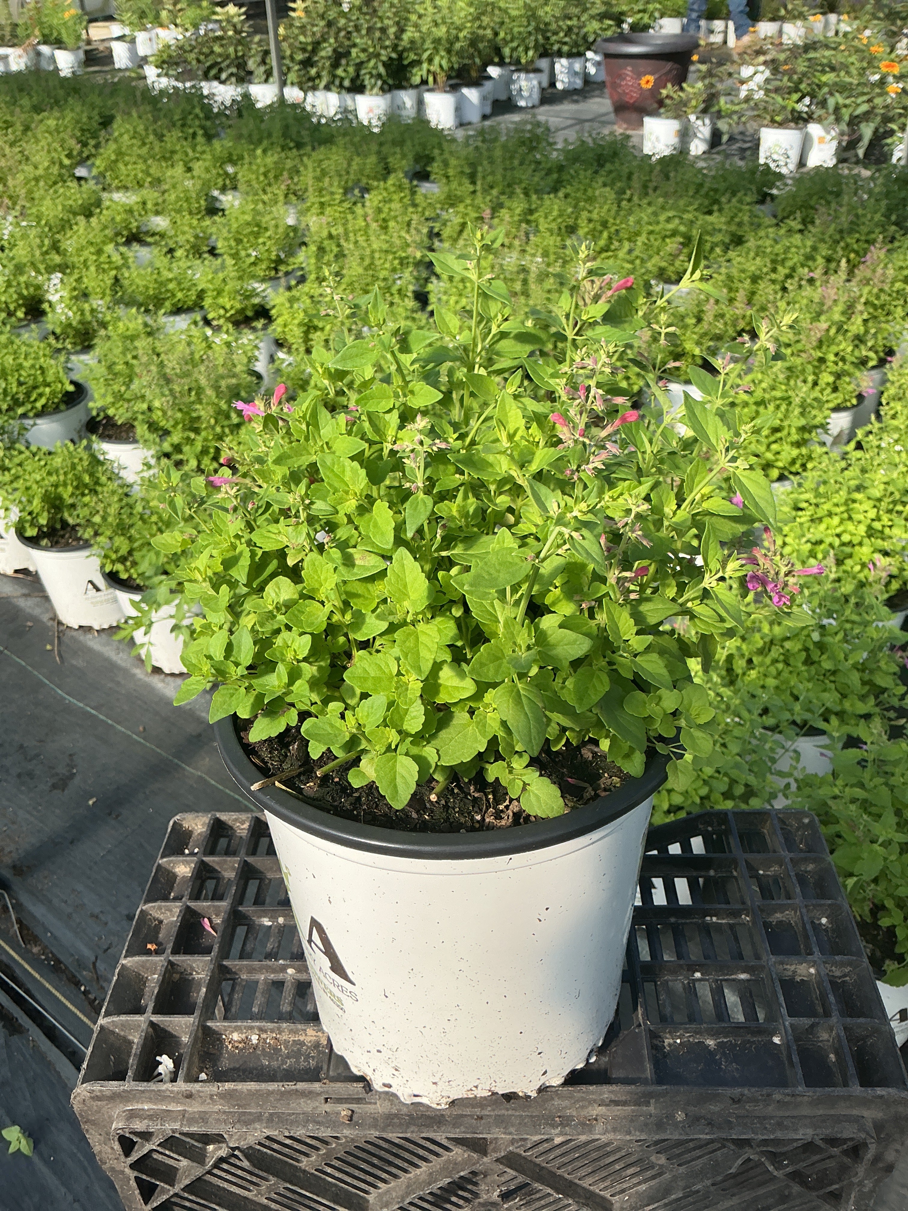 Agastache Hyssop Sunrise Violet