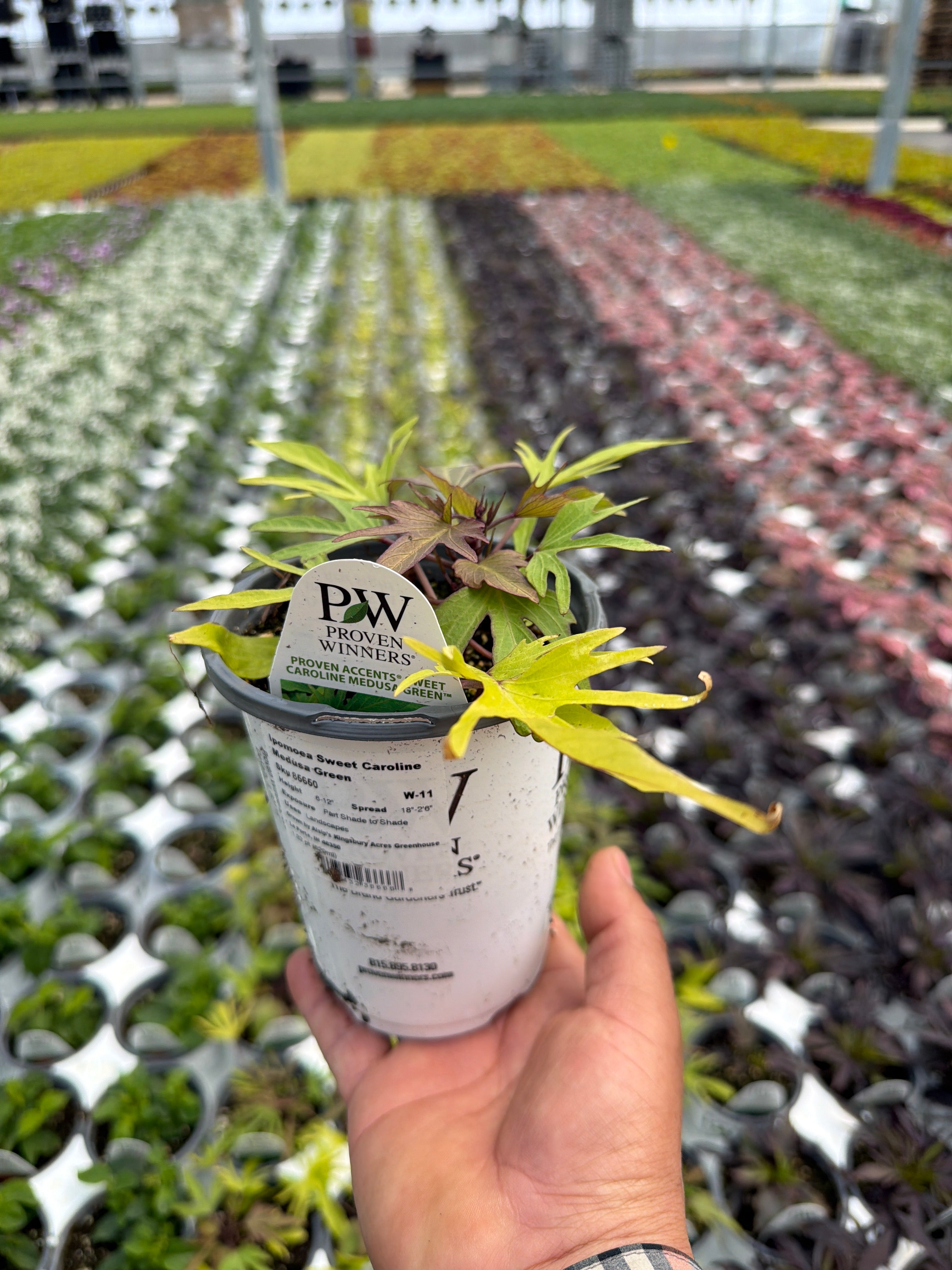 Ipomoea Sweet Caroline Medusa Green - 4.25" Proven Winners Annual