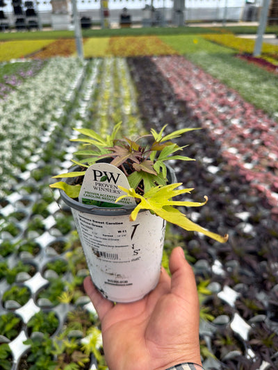 Ipomoea Sweet Caroline Medusa Green - 4.25" Proven Winners Annual