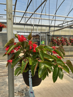 Begonia Dragon Wing Red - 11" Hanging Basket