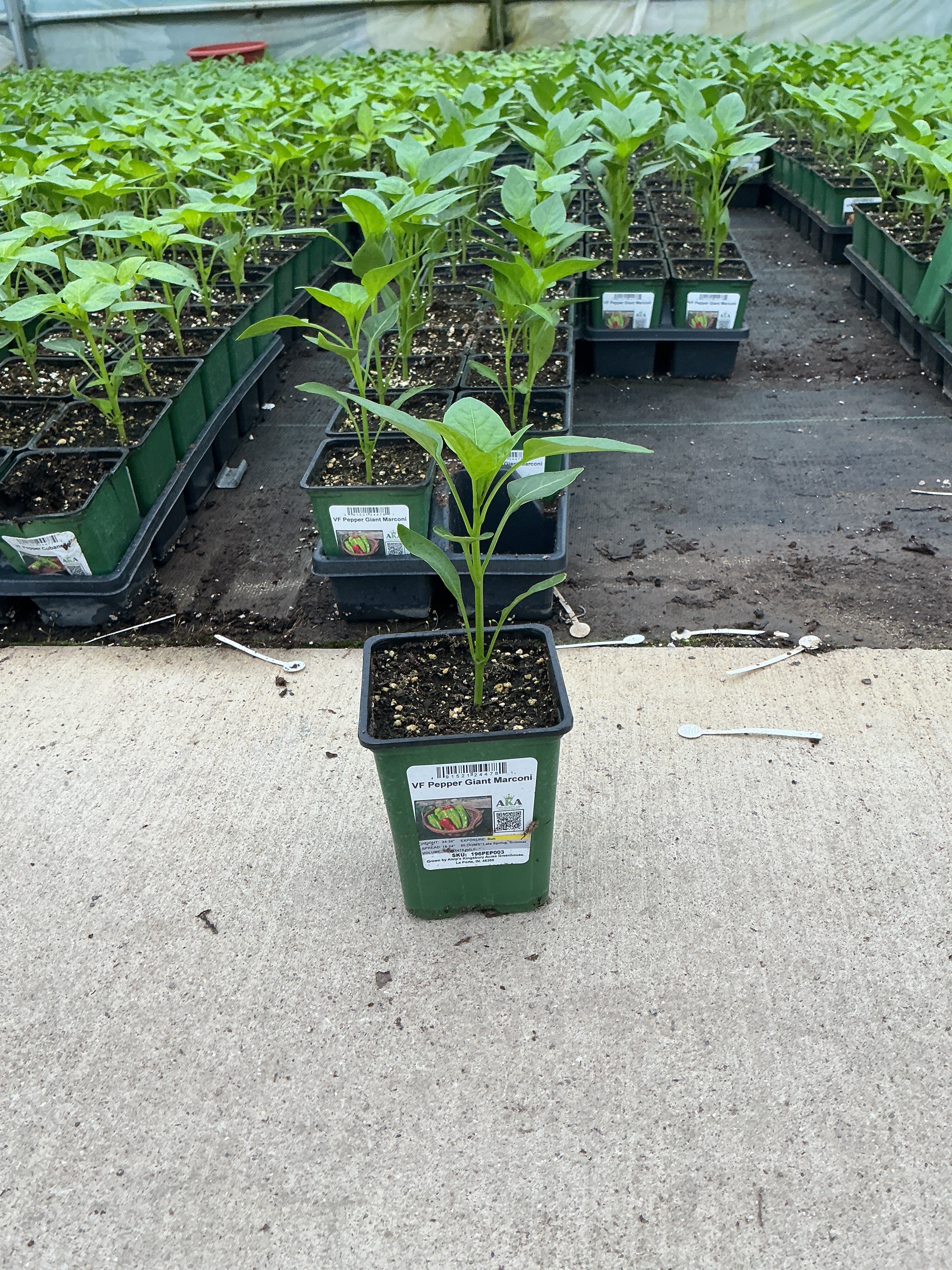 Pepper Giant Marconi - 4" Potted Vegetable