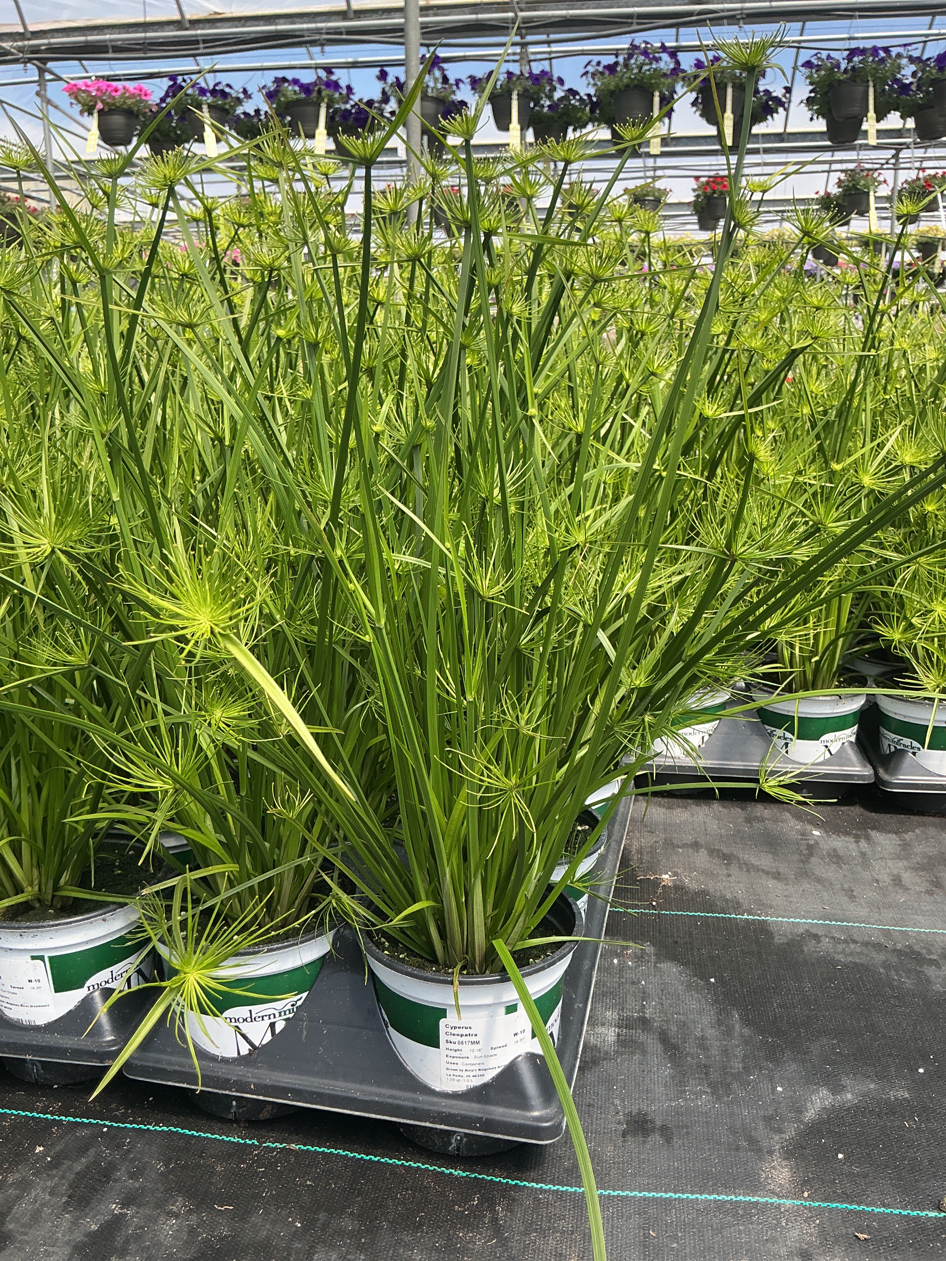 Cyperus Cleopatra - 5" Premium Thriller Annual