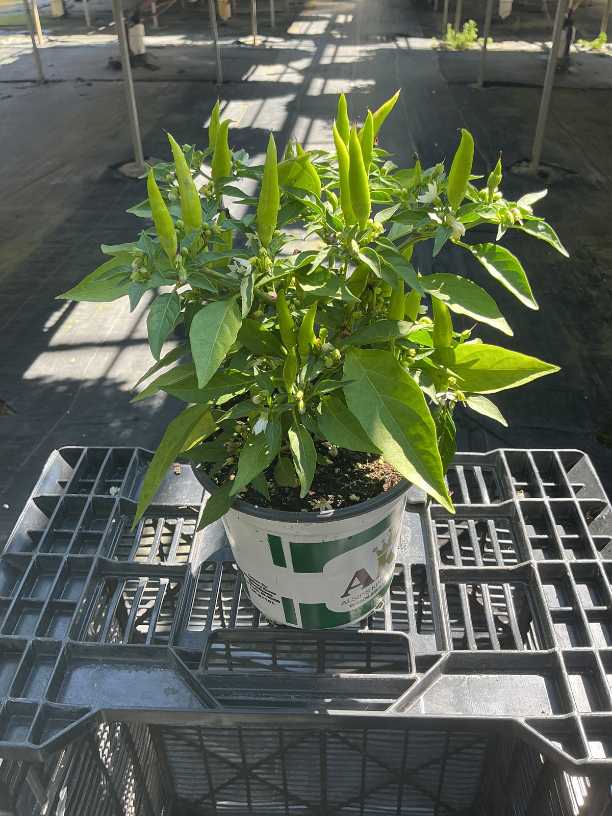 Santos Orange Ornamental Pepper - 5" Fall Annuals