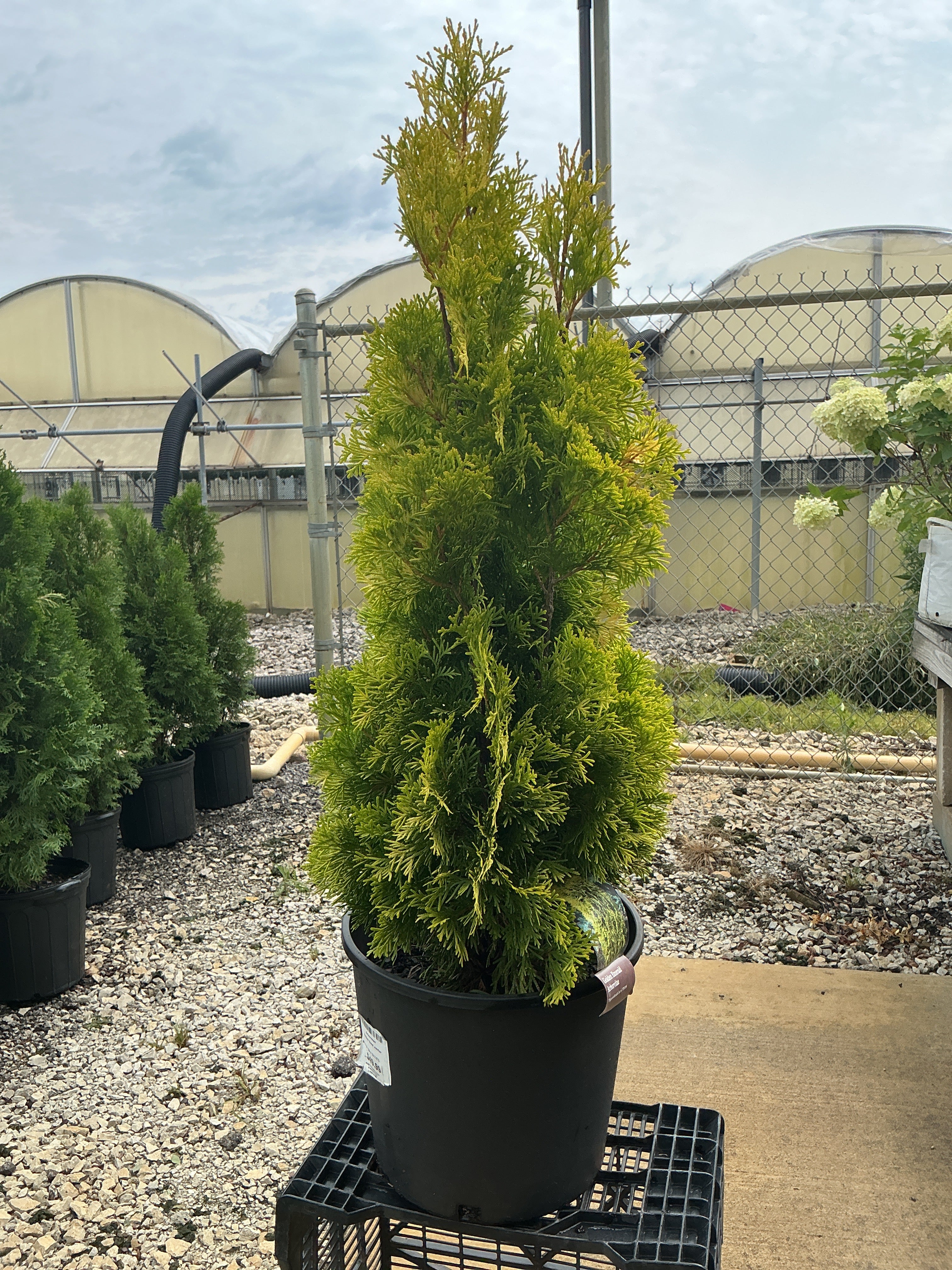 Thuja Amber (Jantar)