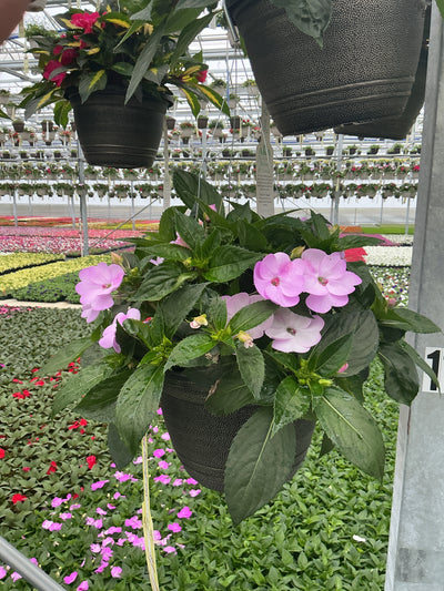 SunPatiens Orchid Blush - 11" Hanging Basket