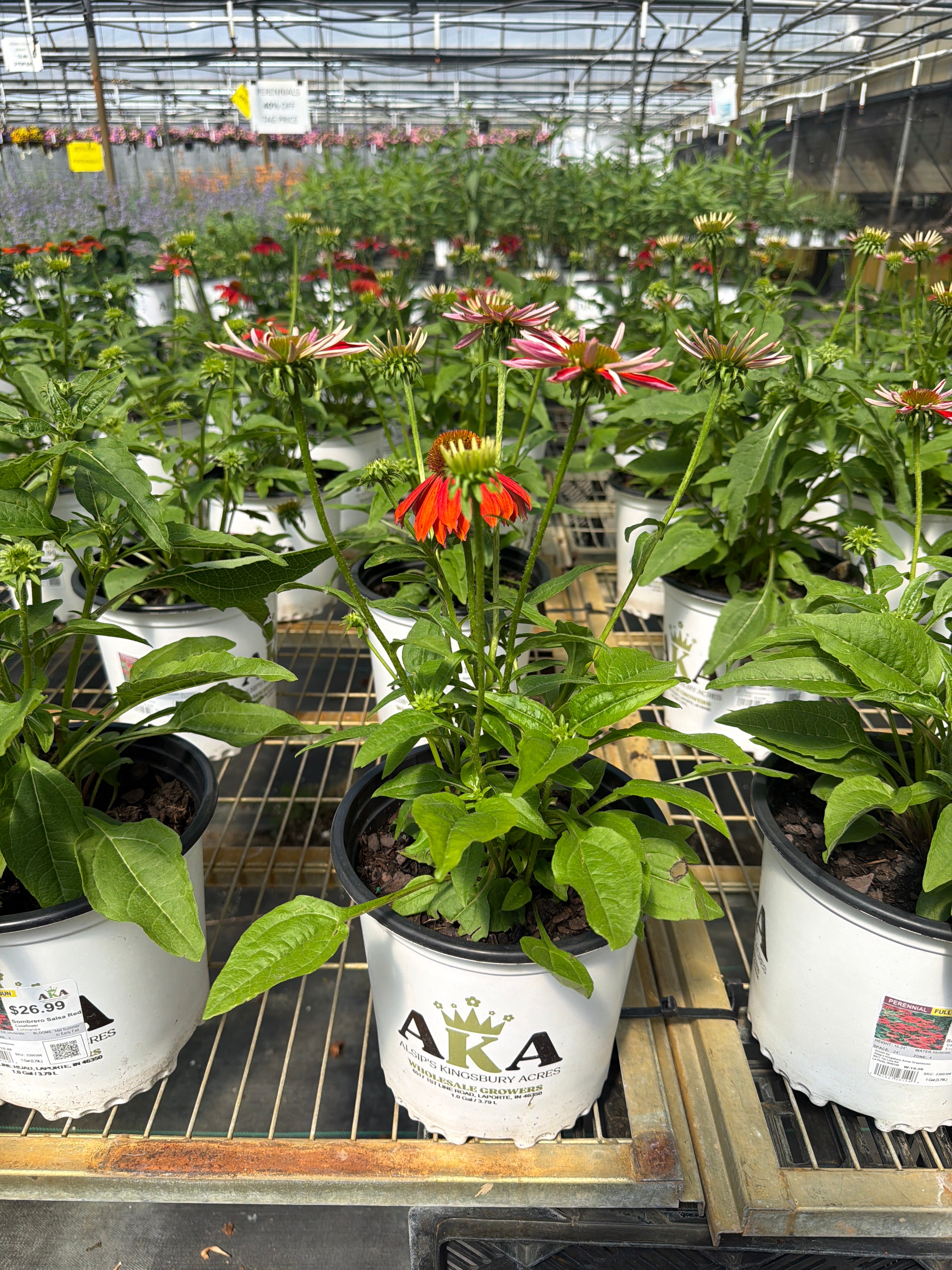 Echinacea Coneflower Sombrero Salsa Red
