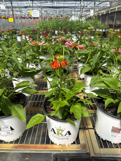Echinacea Coneflower Sombrero Salsa Red