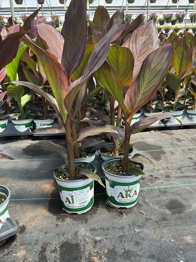 Canna Cannova Bronze Orange - 5" Premium Thriller Annual