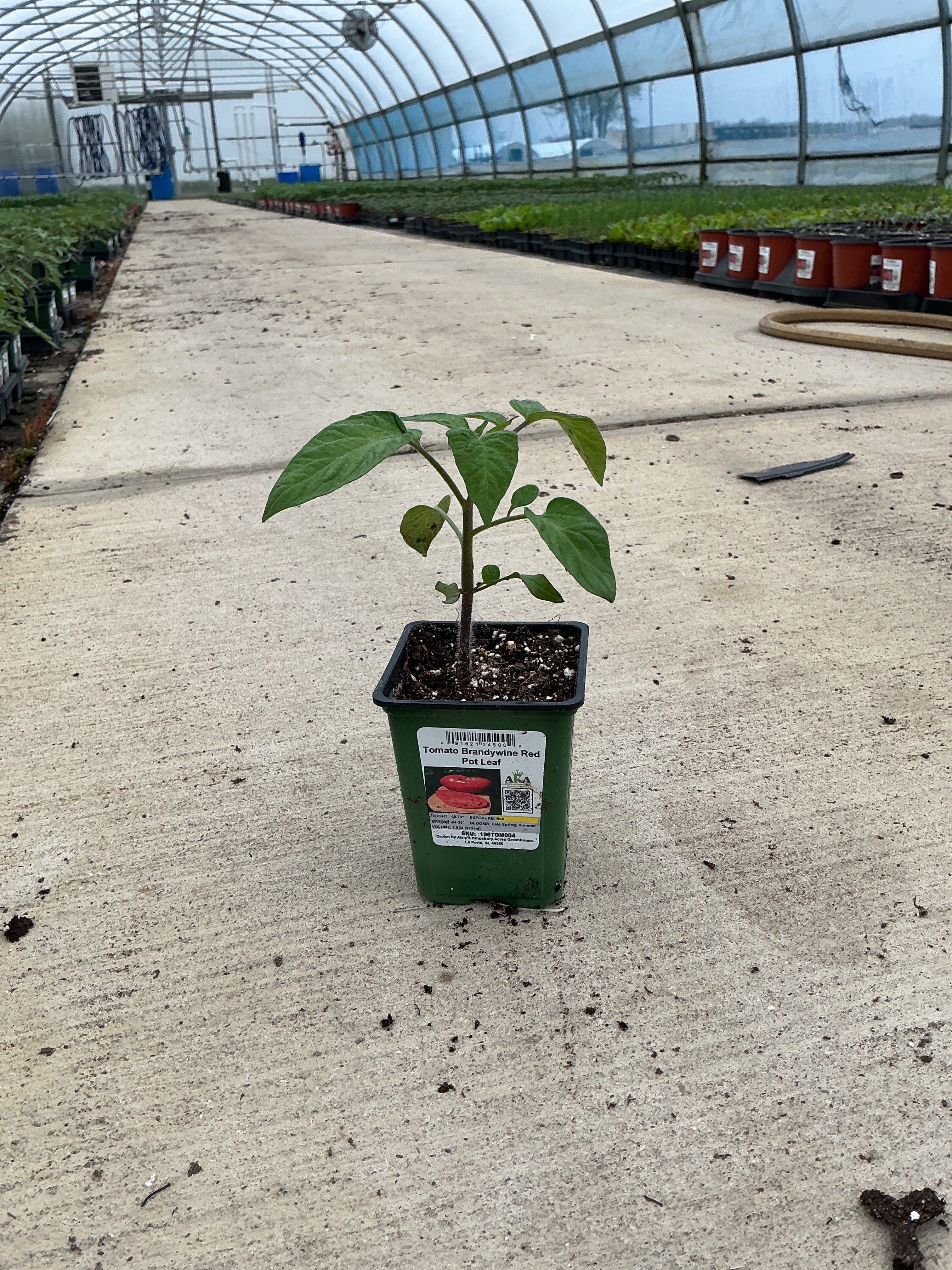 Tomato Brandywine Red Pot Leaf - 4" Potted Vegetable