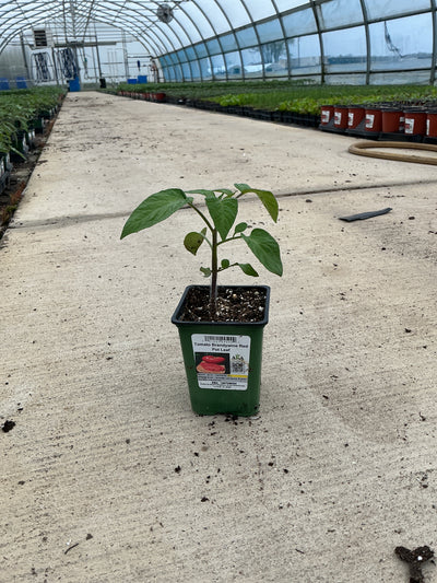 Tomato Brandywine Red Pot Leaf - 4" Potted Vegetable