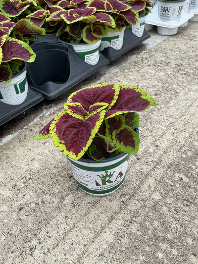 Coleus Kong Jr Scarlet - 5" Premium Annual